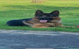 German Shepherd dogs for stud: Kc reg PROVEN Champion bloodline male for stud  in Oldham - Image 4
