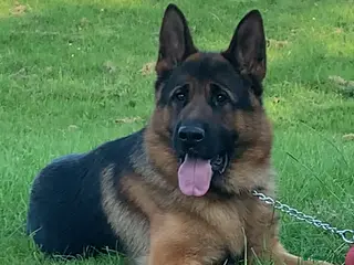 German Shepherd dogs Kc reg PROVEN Champion bloodline male for stud in Oldham - Advert 17