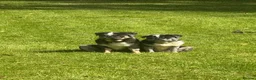 Pug dogs for sale: Coloured Pug Puppies For Sale in Holsworthy - Advert 7
