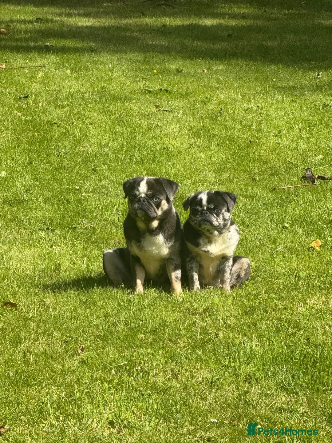 Pug dogs for sale: Coloured Pug Puppies For Sale in Holsworthy - Advert 7