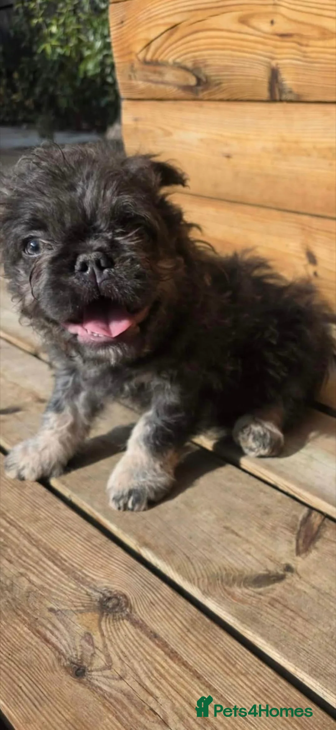 French Bulldog dogs for sale: LAST PUP!  Fluffy french bulldogs AVAILABLE NOW - Advert 1