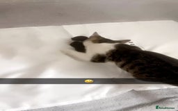 Domestic Shorthair cats for sale: 🐱 Beautiful  Kittens Looking for Loving Homes 🏡 - Image 4