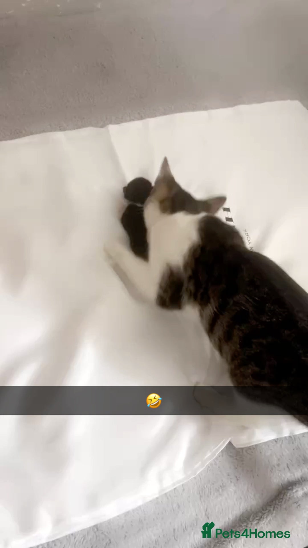 Domestic Shorthair cats for sale: 🐱 Beautiful  Kittens Looking for Loving Homes 🏡 - Image 4