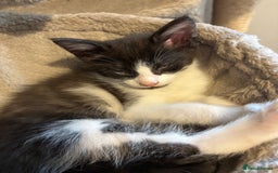 Maine Coon cats for sale: Half Maine coon - Image 7