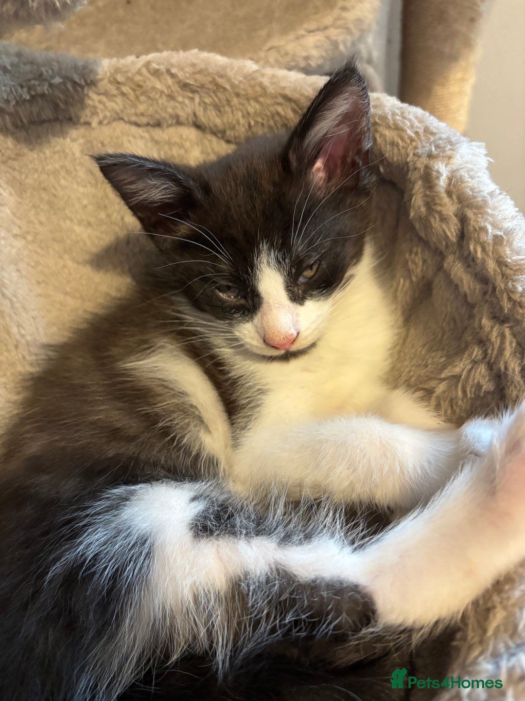 Maine Coon cats for sale: Half Maine coon - Image 7