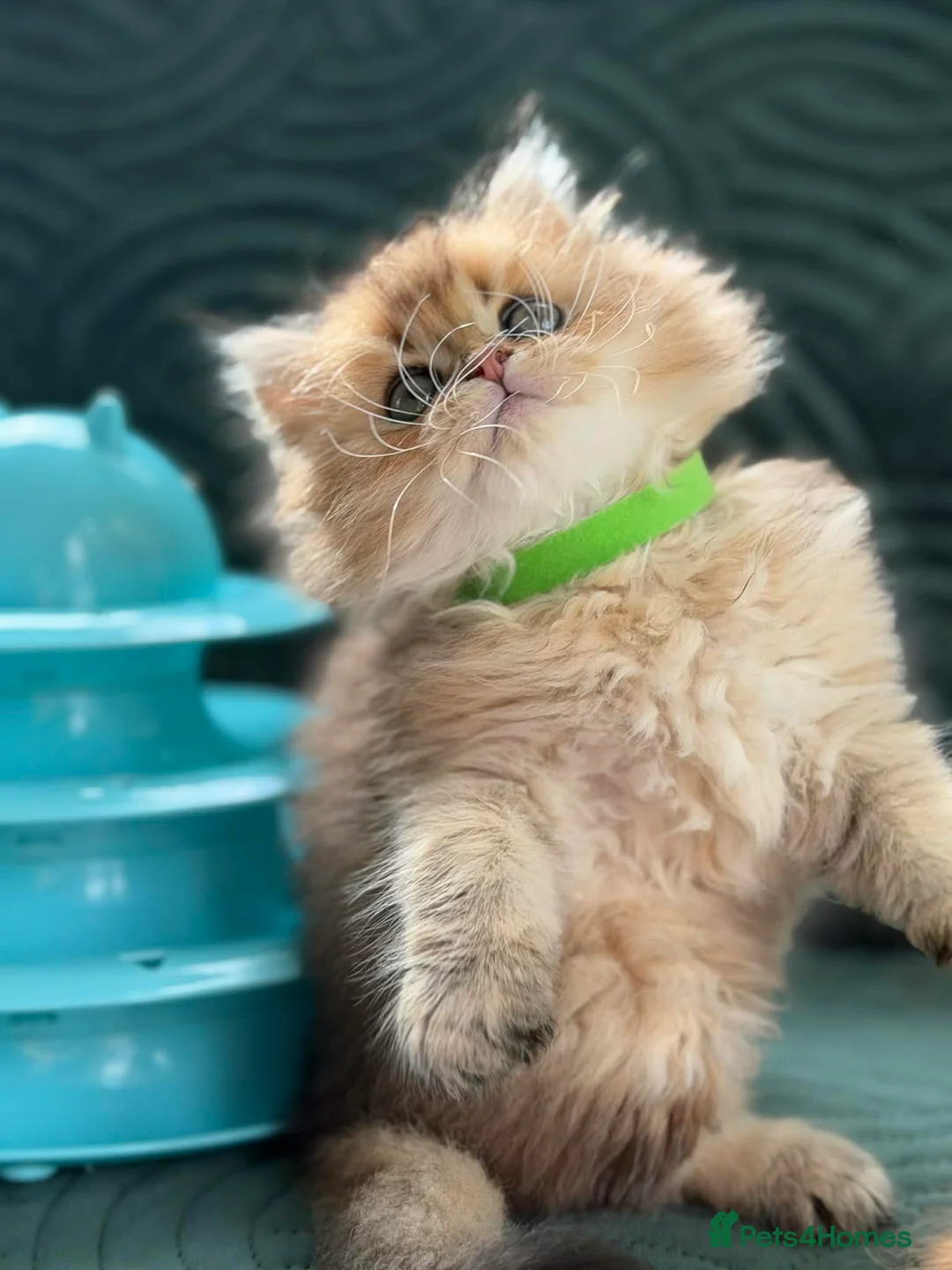 British Longhair cats for sale: CHUNKY, BEAUTIFUL BLH GOLDEN KITTENS  - Advert 20