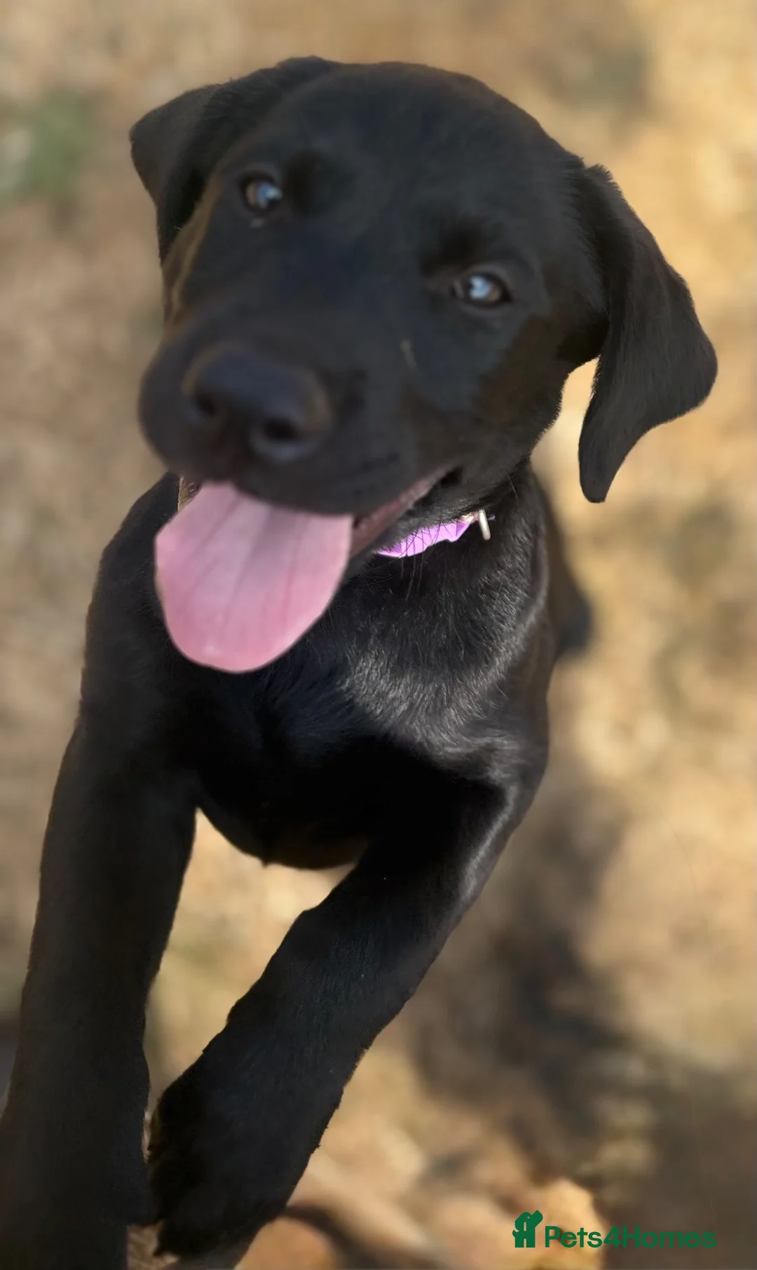 Labrador Retriever dogs for sale: Black Labrador Puppies in Chesterfield - Advert 4