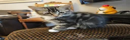 Mixed Breed cats for sale: Amazing kittens - Advert 6