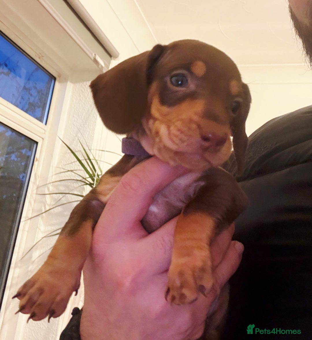 Dachshund dogs for sale: READY FOR NEW HOME 🐶 - Advert 7