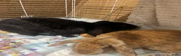 Mixed Breed rabbits for sale: Dumbo and Thumber  in Tadworth - Advert 3