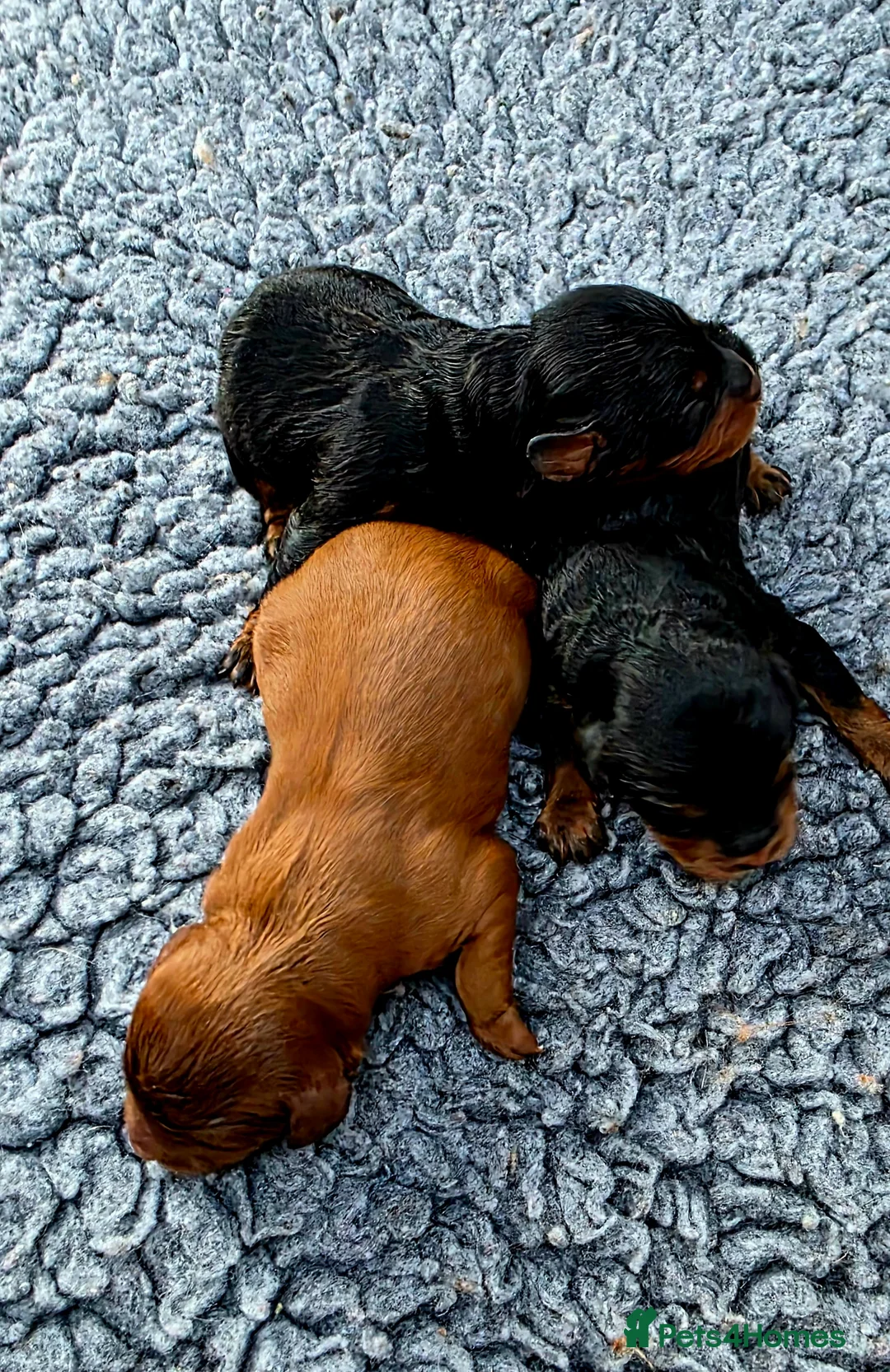 Cavapoo dogs for sale: Exquisite F1 Toy Cavapoos - Advert 1