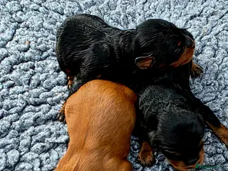 Cavapoo dogs Exquisite F1 Toy Cavapoos - Advert 6