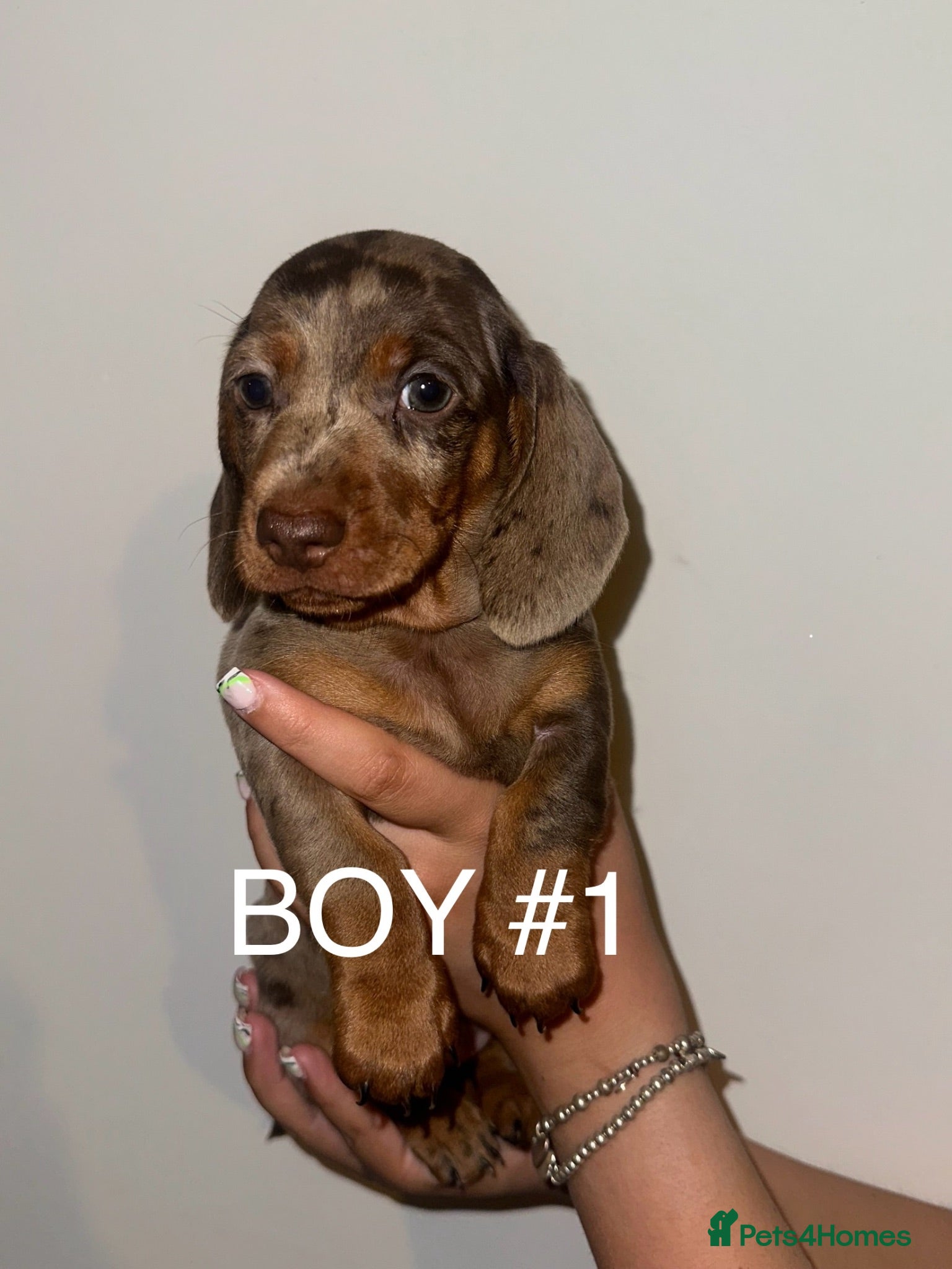 Miniature Dachshund dogs Miniature Dachshund Puppies - Advert 2