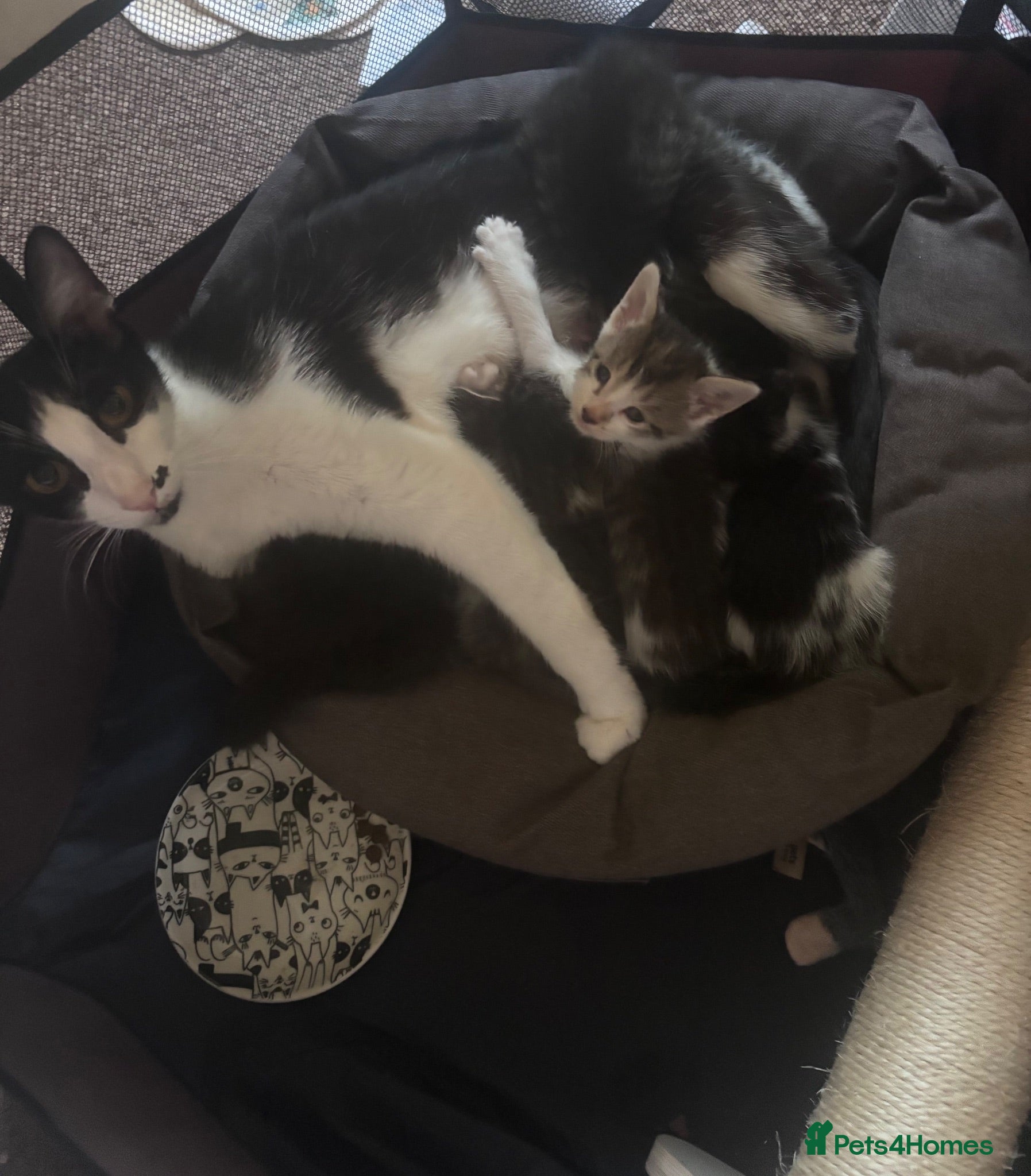 Mixed Breed cats Kittens For Sale  - Advert 3