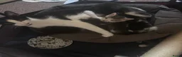 Mixed Breed cats for sale: Kittens For Sale  in Denbigh - Advert 1