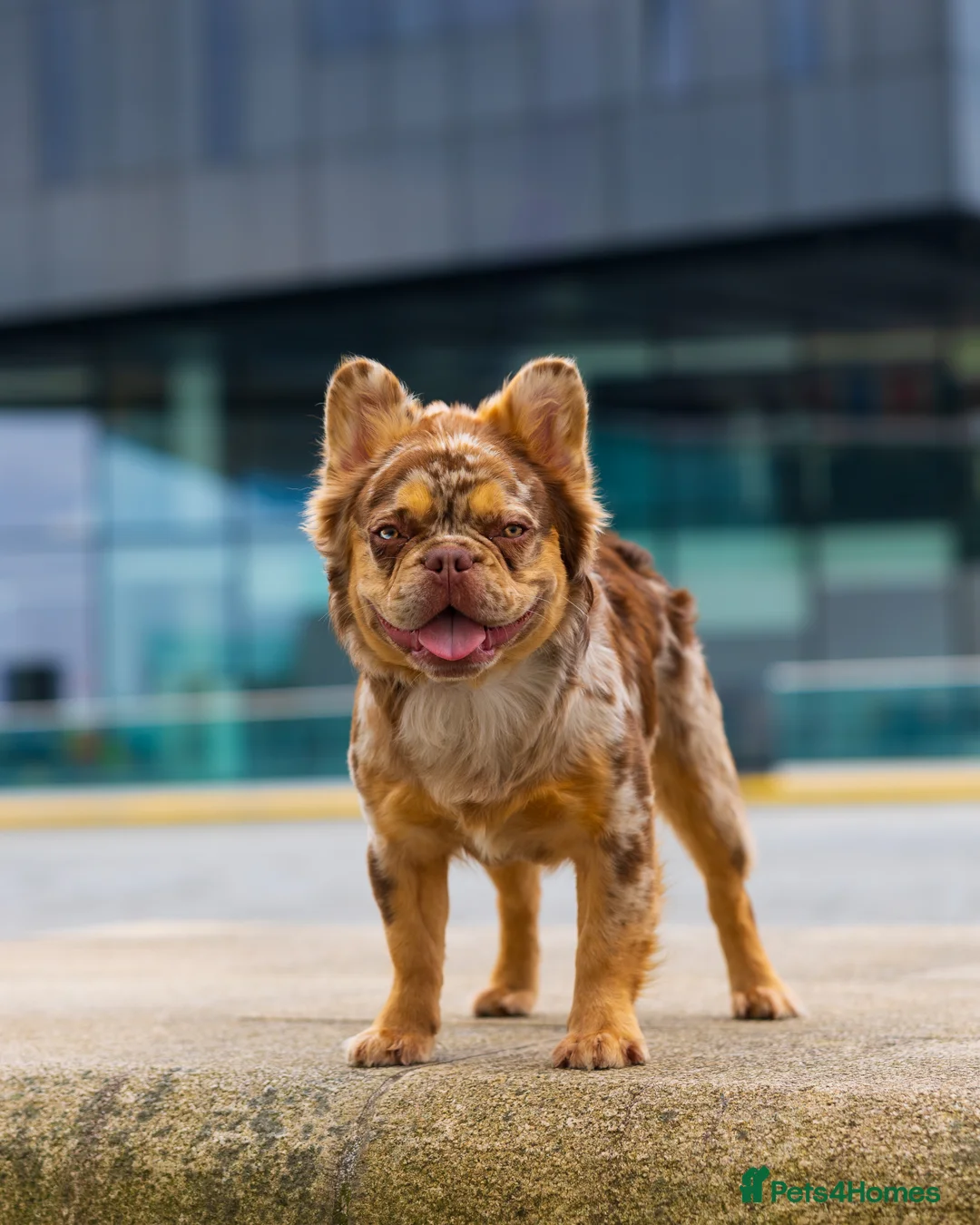 French Bulldog dogs for stud: Visual Fluffy New Shade Rojo Tri Merle 🦁🍫🎨  in Bangor - Advert 15