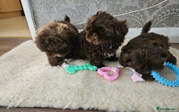 Shih Tzu dogs for sale: SHIH tzu puppies 🐶 outstanding - Image 6