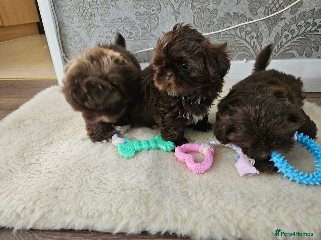 Shih Tzu dogs for sale: SHIH tzu puppies 🐶 outstanding - Image 6