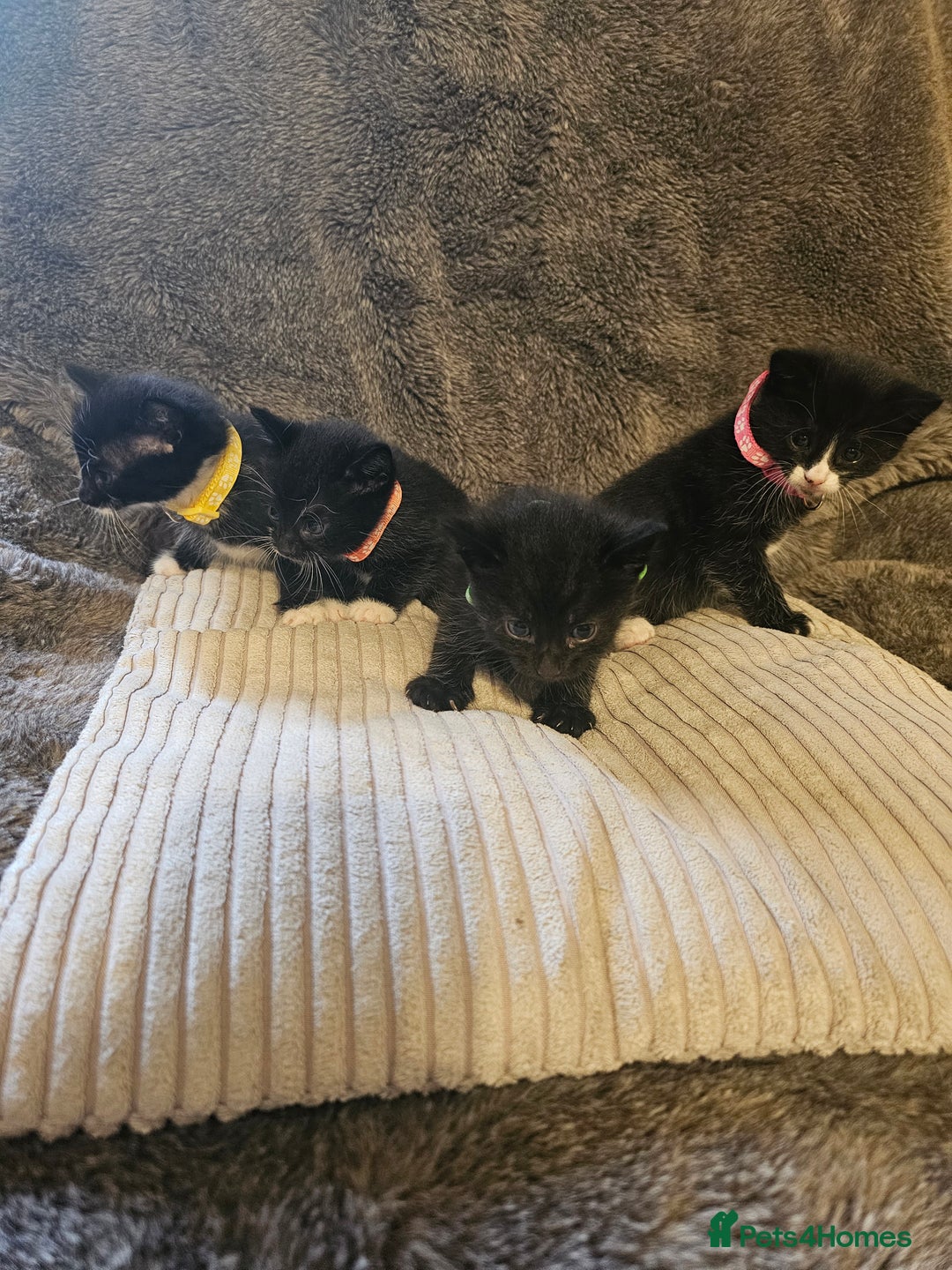 British Shorthair cats for sale: 4 beautiful fluffy kittens 4 weeks old  - Image 1