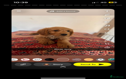 Labradoodle dogs for sale: Beautiful little labradoodles  - Image 3