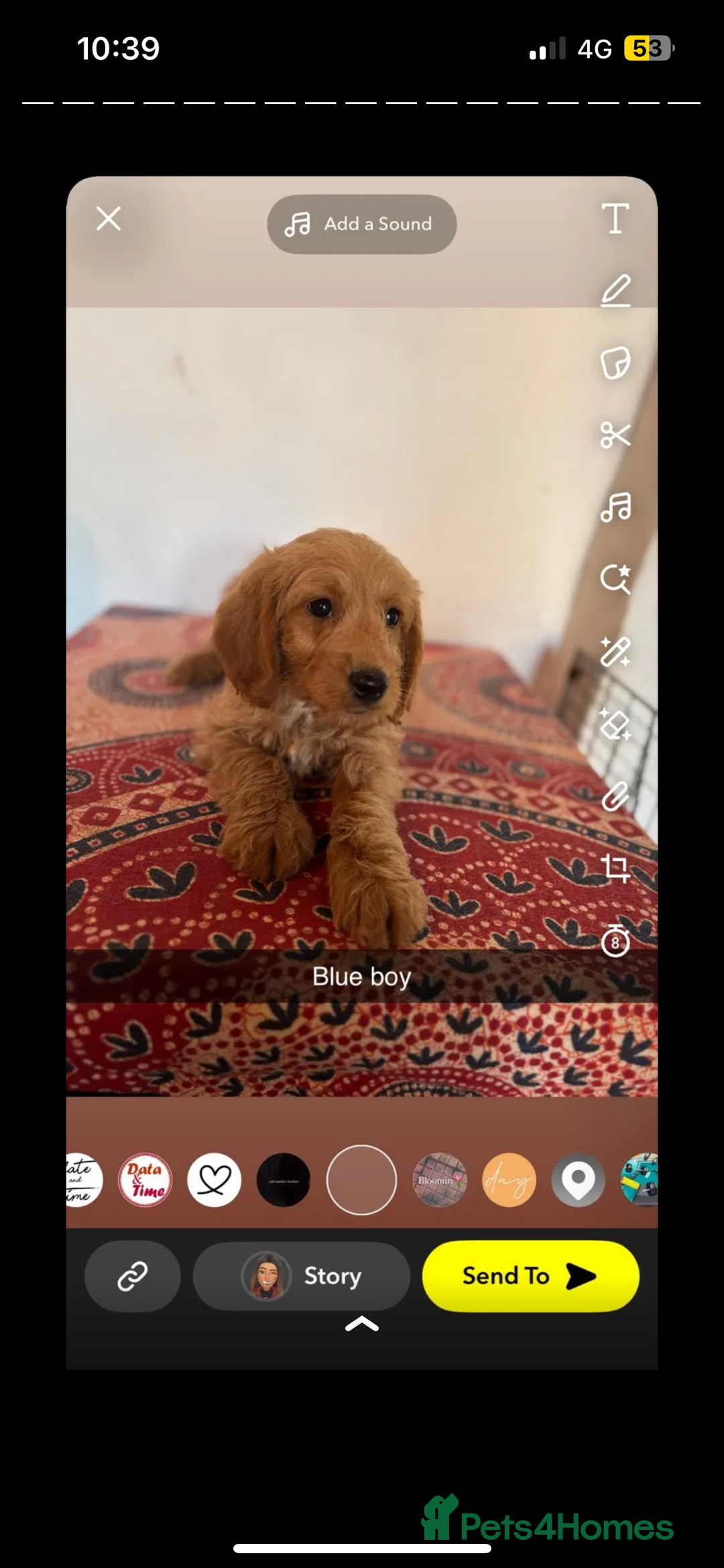 Labradoodle dogs for sale: Beautiful little labradoodles  - Image 3