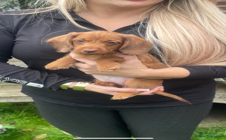 Miniature Dachshund dogs - Advert 14