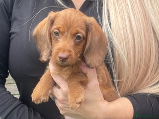Miniature Dachshund dogs - Advert 20