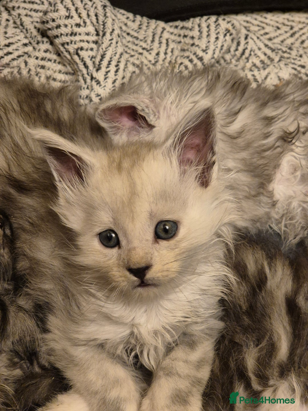 Maine Coon cats for sale: Maine Coon kittens - Advert 36