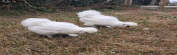 Chickens poultry for sale: Silkies black and white in Woodbridge - Advert 3