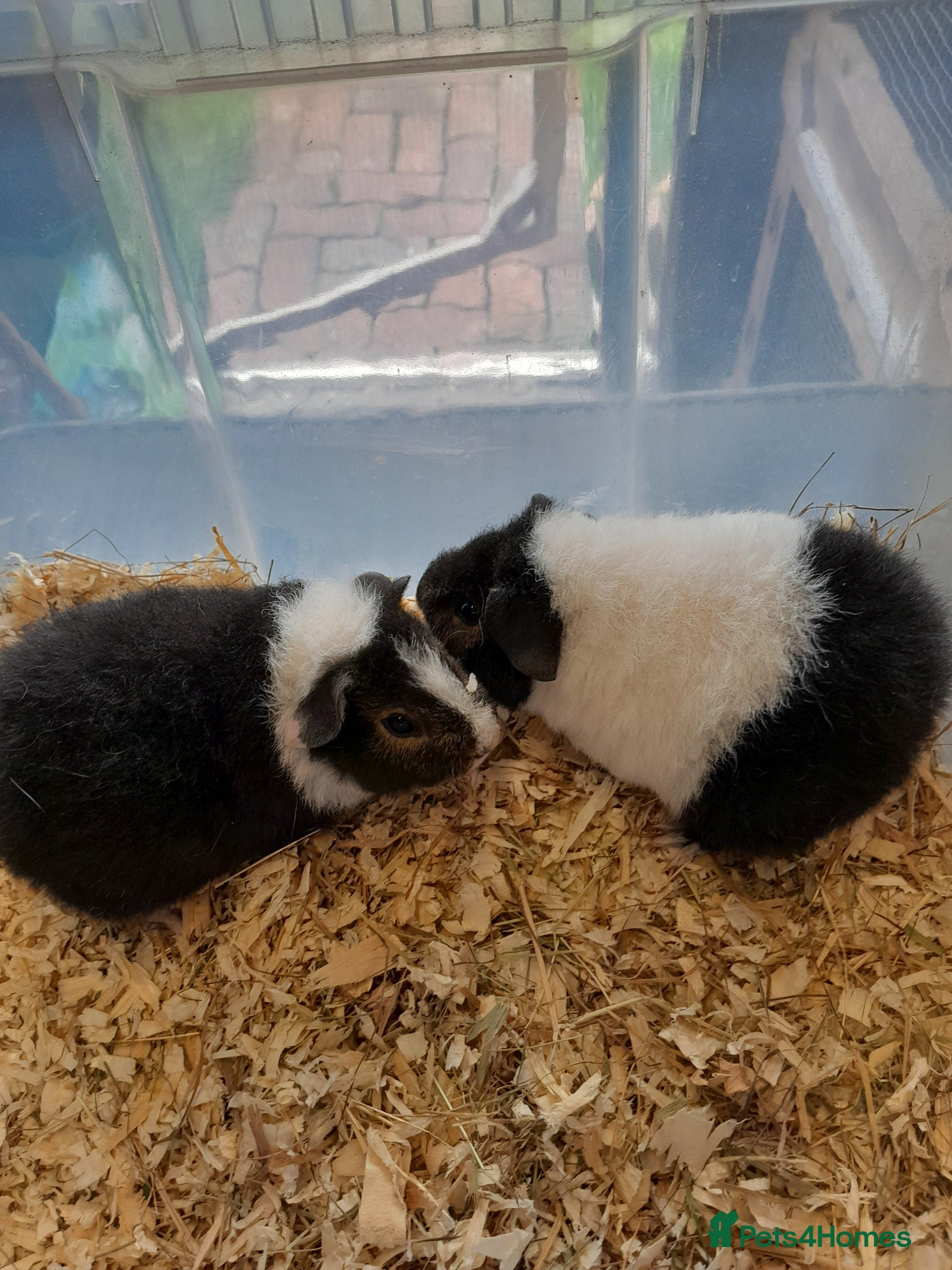 Guinea Pig rodents Pretty baby Teddy boys for sale  - Advert 1