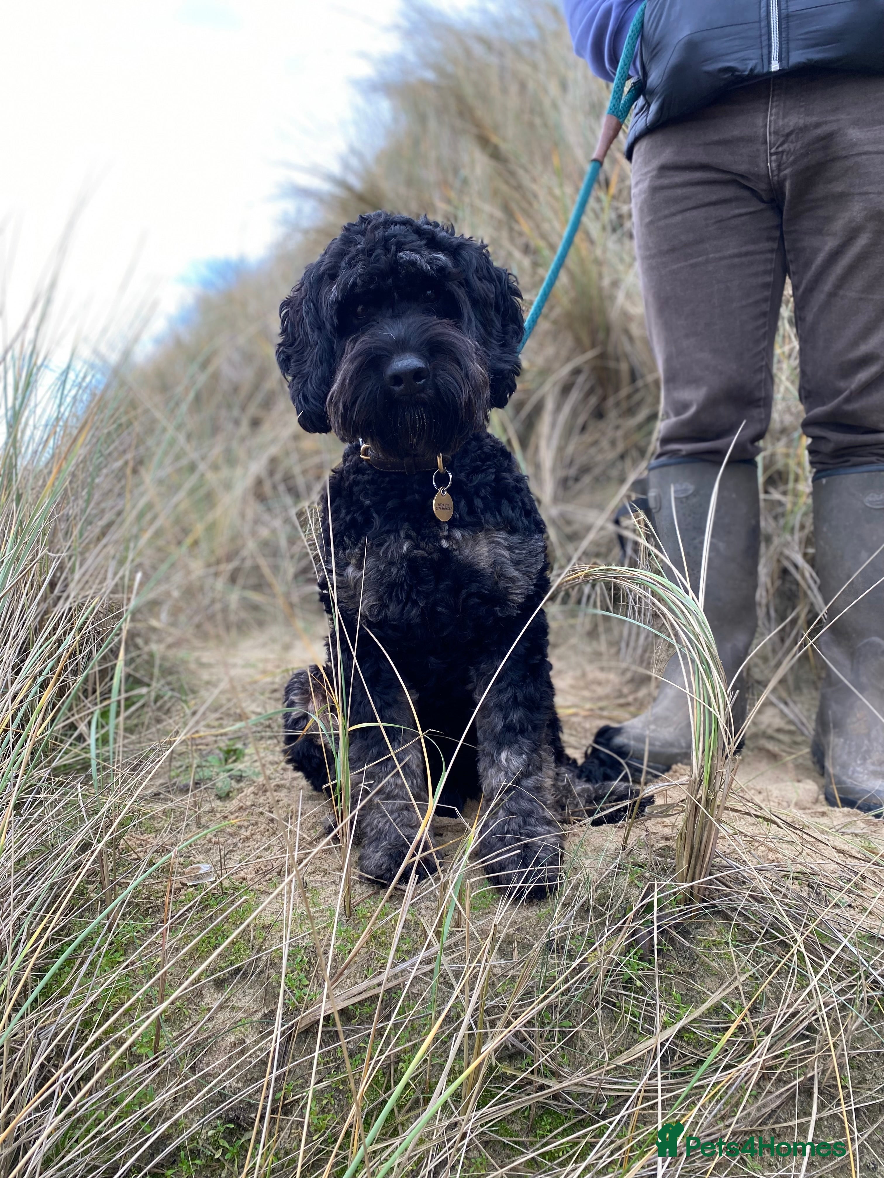 Cockapoo dogs Proven F1 Cockapoo Stud Available - Advert 1