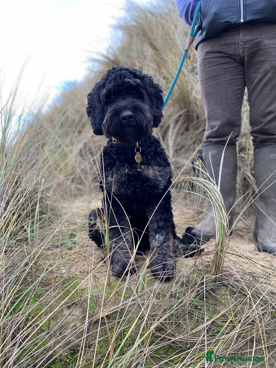 Cockapoo dogs for stud: Proven F1 Cockapoo Stud Available - Advert 1