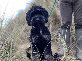 Cockapoo dogs Proven F1 Cockapoo Stud Available - Advert 1