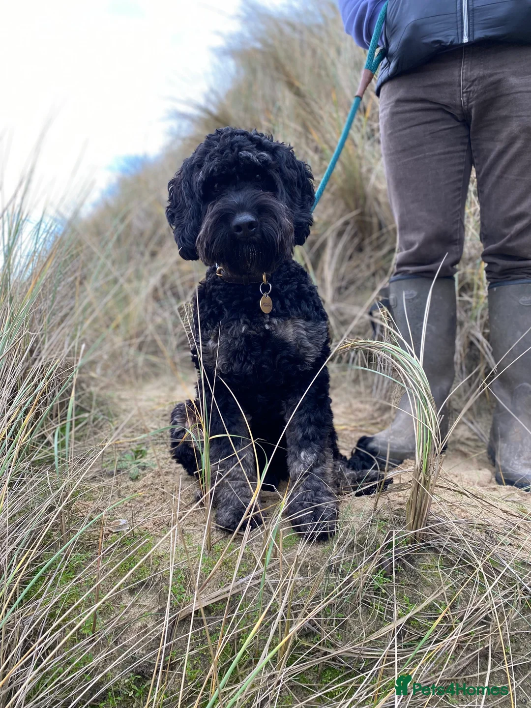 Cockapoo dogs for stud: Proven F1 Cockapoo Stud Available - Advert 1