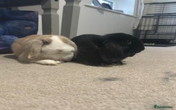 Mini Lion Lop rabbits for sale: 2 Mini Lops  - Image 3