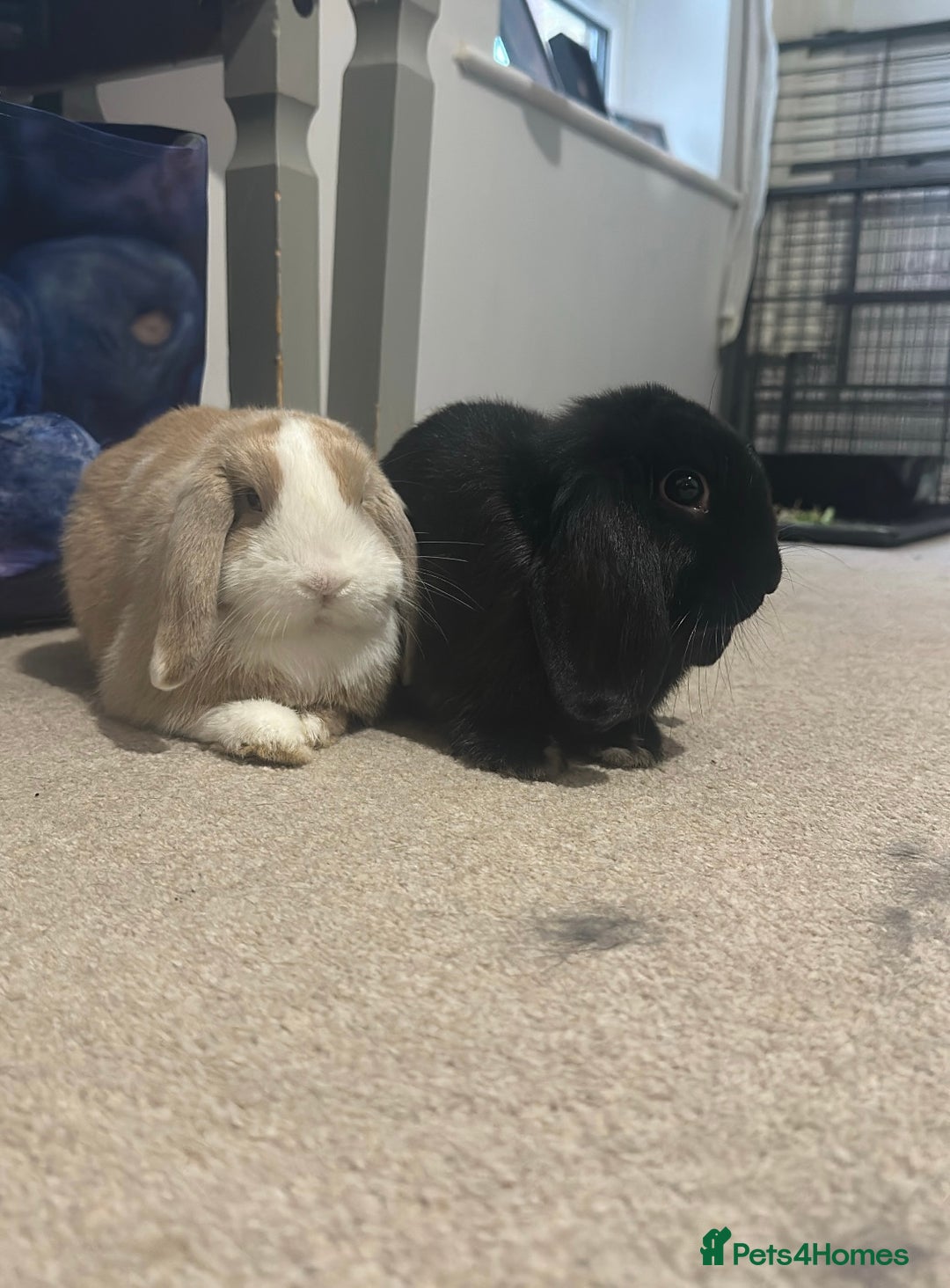 Mini Lion Lop rabbits for sale: 2 Mini Lops  - Image 3