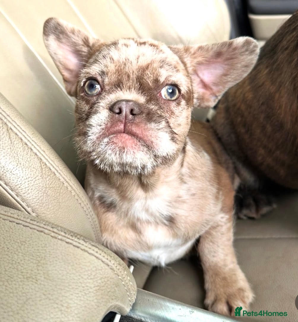 French Bulldog dogs for sale: Final reductions,last 3 micro frenchies. Ready now - Advert 4