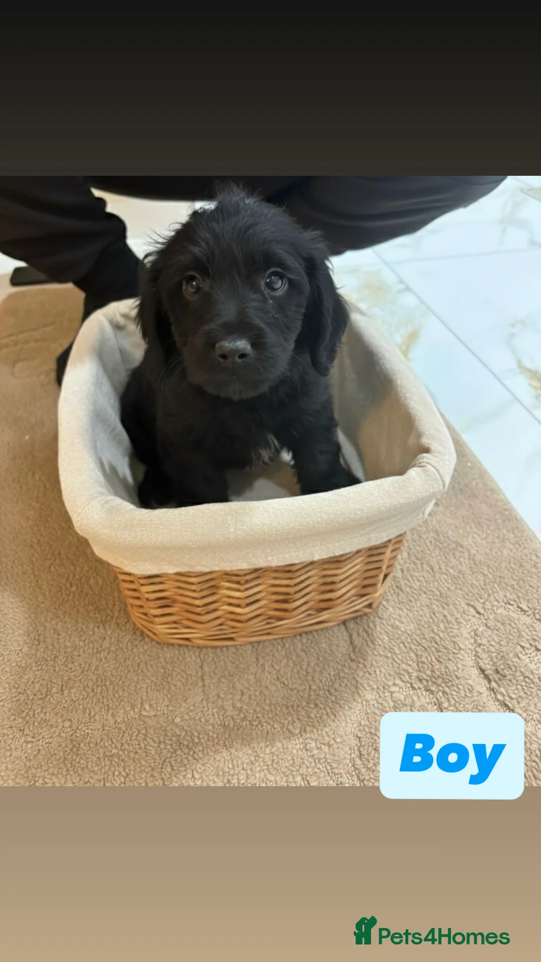 Labradoodle dogs for sale: Labradoodle puppies  - Advert 7