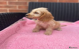 Cockapoo dogs for sale: 🐶❤️💙fully vaccinated cockapoos ready now 🐶❤️💙 - Image 9