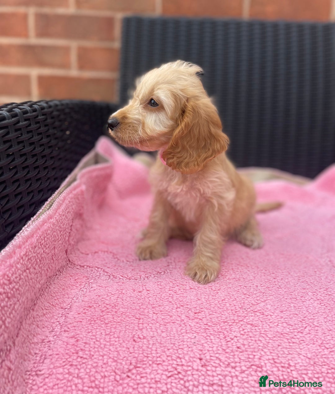 Cockapoo dogs for sale: 🐶❤️💙fully vaccinated cockapoos ready now 🐶❤️💙 - Image 9
