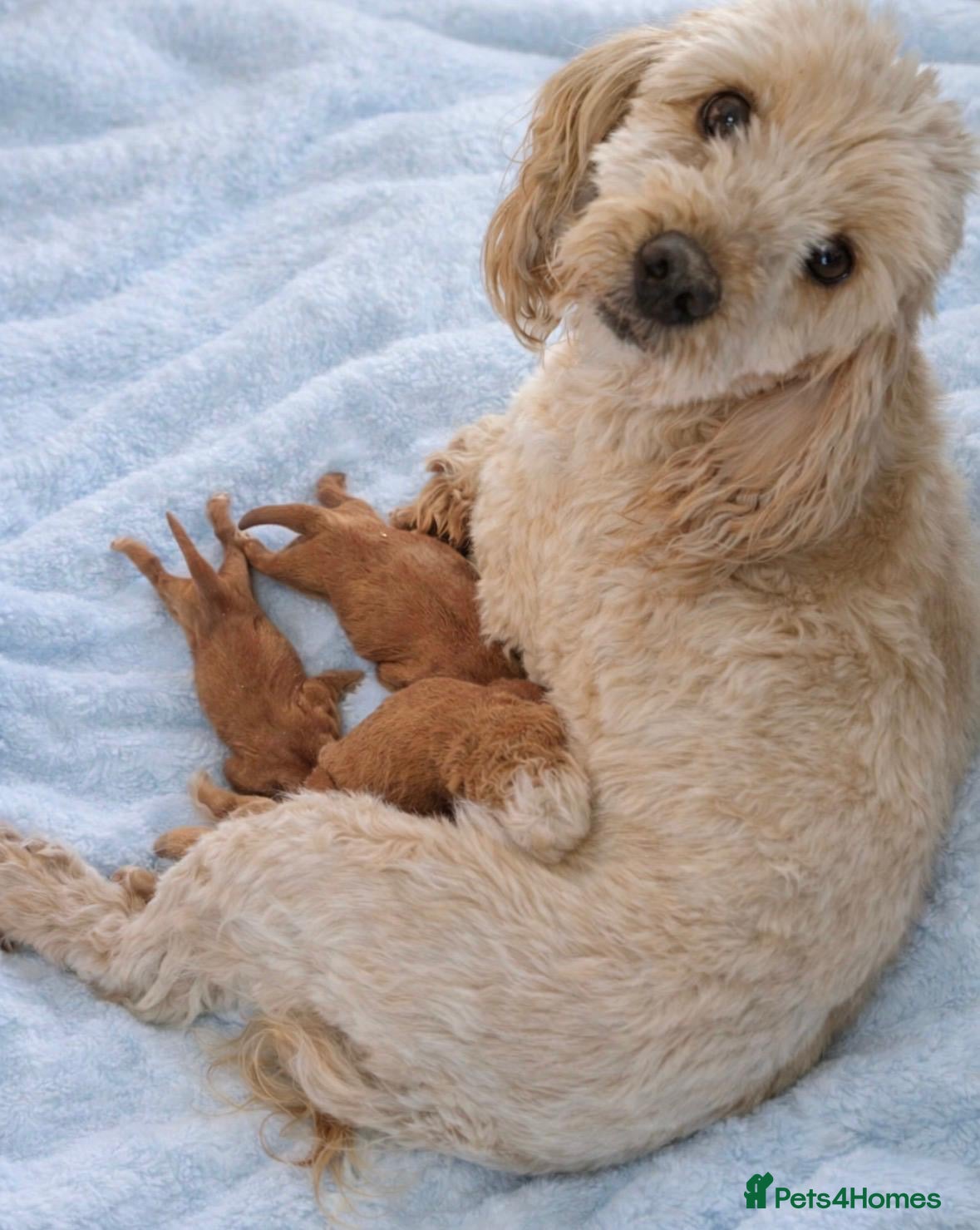 Cockapoo dogs Beautiful Cockapoo Puppies  - Advert 12