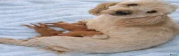Cockapoo dogs for sale: Beautiful Cockapoo Puppies  - Advert 2