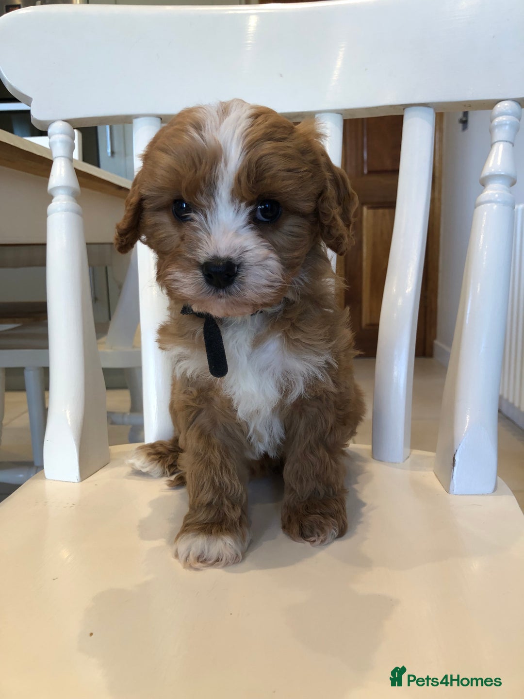 Cavapoo dogs for sale: Adorable Cavapoo Puppies  - Advert 2
