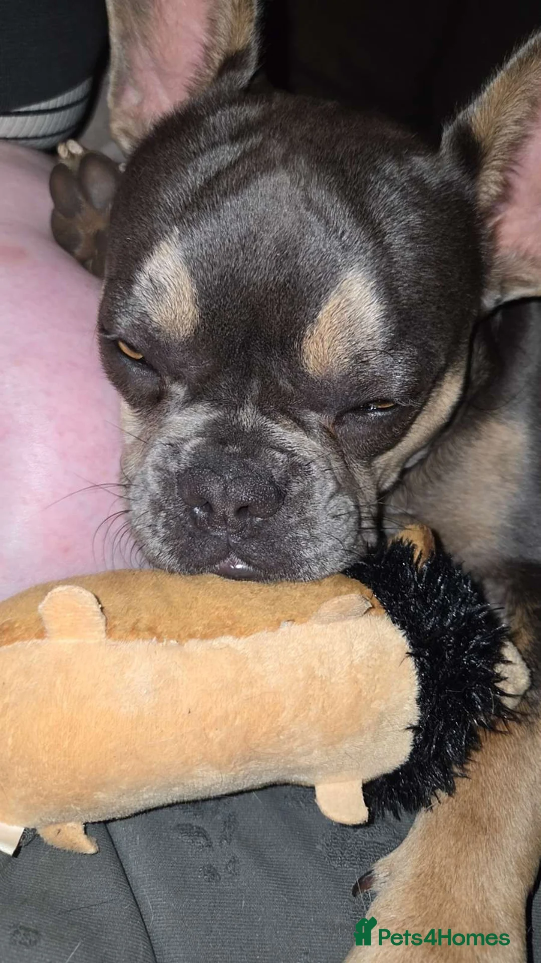 French Bulldog dogs for sale: 7 month old lilac/tan/blue/tan in Lincoln - Advert 2