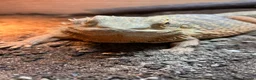 Bearded Dragon reptiles for sale: Bearded dragon and full set up  - Advert 3