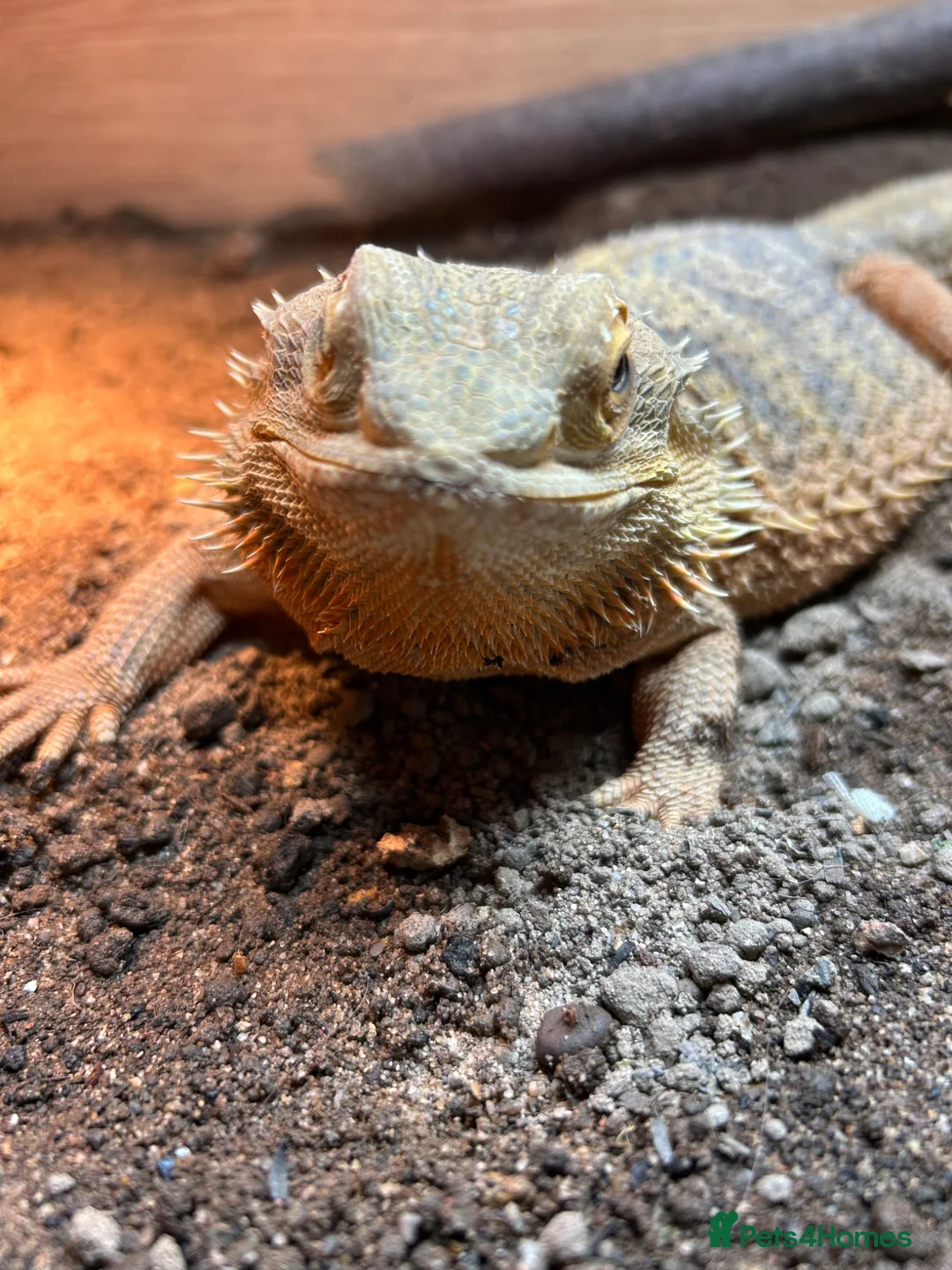 Bearded Dragon reptiles for sale: Bearded dragon and full set up  - Advert 3