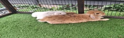 Mini Lop rabbits for sale: Beautiful Mini lops ❤️ - Advert 11