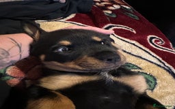 Rottweiler dogs for sale: Rottweiler puppies  - Advert 38