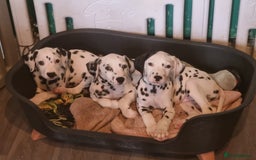 Dalmatian dogs for sale: 💙 beautiful KC registered litter of Dalmations 🩷 in Normanton - Image 3