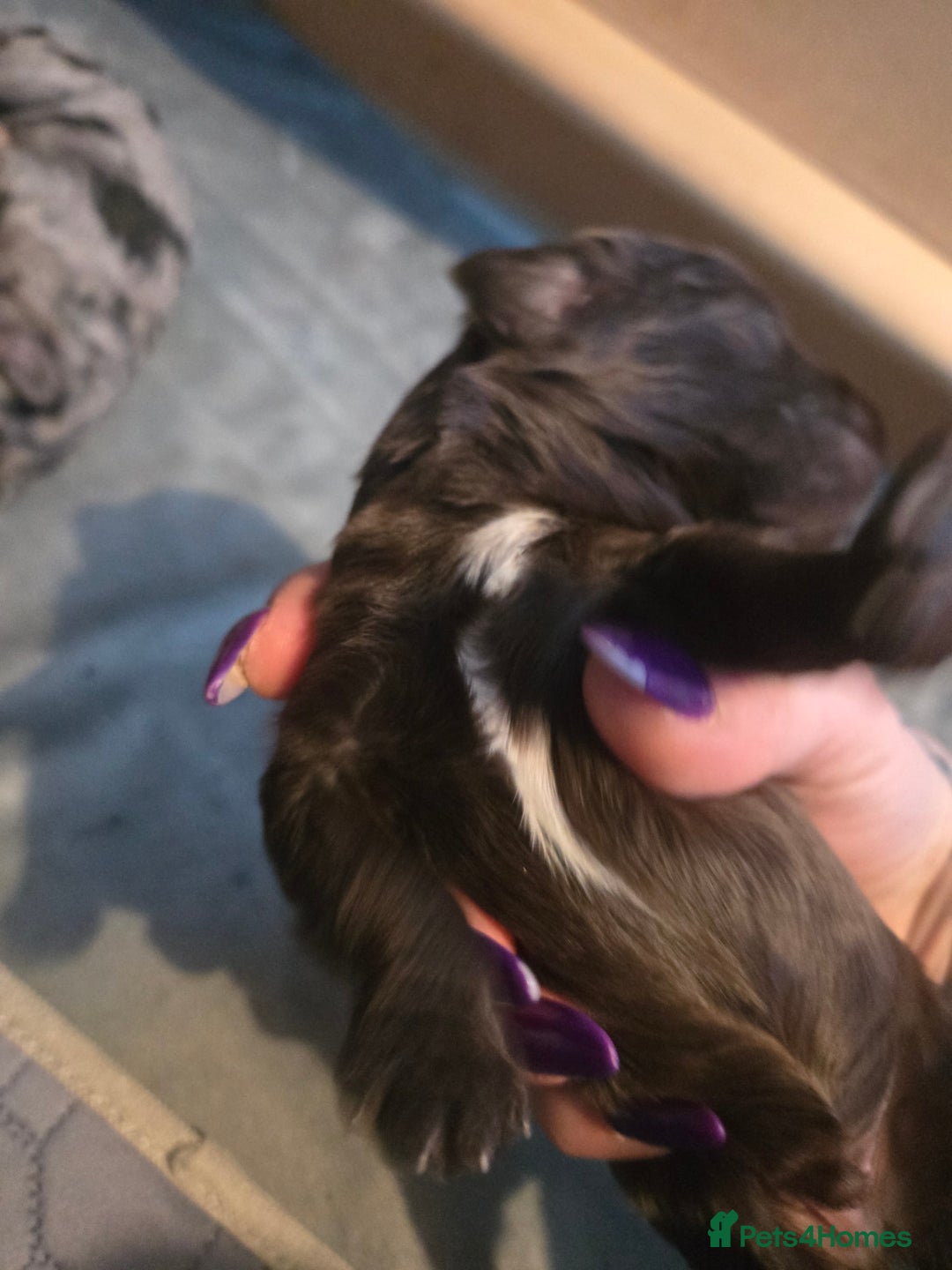 Cocker Spaniel dogs for sale: Cockerpoo pups  - Advert 4